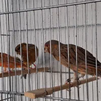 قناری سرخ سوپر.دارچینی|پرنده|شیراز, سینما سعدی|دیوار