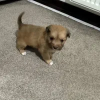 سگ پودل مالتیز