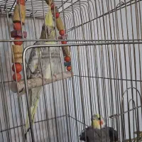 عروس هلندی|پرنده|ساوه, |دیوار