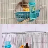 قناری جفتخور سهره وگلبسر/گلبسر باماده قناری وتخم /