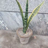 گل سانسور یا ابلغ