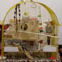 دو عدد قفس‌