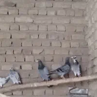 کبوتر