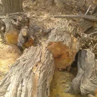 انواع درخت خریدارم|خدمات باغبانی و درختکاری|سنندج, |دیوار