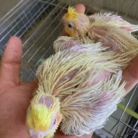 جوجه عروس هلندی سرلاکی از۱روزتا۴۵روزدررنگای مختلف