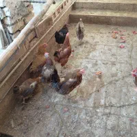 مرغ|پرنده|اردکان, |دیوار
