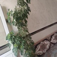 گل شفلرا درحال رشد ارتفاع دونیم با گلدان بزرگ|گل و گیاه طبیعی|ابهر, |دیوار