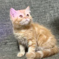 گربه اسکاتیش