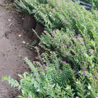 مرجان گل اناری سطل ۴|گل و گیاه طبیعی|چابکسر, |دیوار