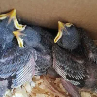 فروش جوجه مرغ مینا درجه یک در مجموعه بزرگ آروانا