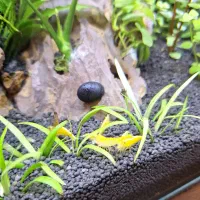 شریمپ یلو گلدن اور سایز + هدیه