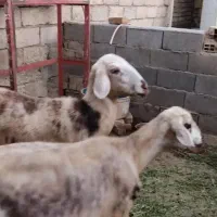 فروش چهارراس میش یک راس نربز