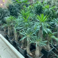 نخل ماداگاسکار