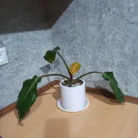گل با گلدان