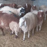۱۰ عدد بره نر جفتی ۷۶ کیلو بفروش میرسید