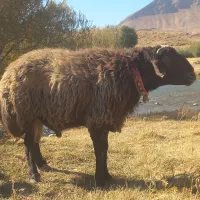 قوچ  میش   بز   بره   سگ|حیوانات مزرعه|چنارود, |دیوار