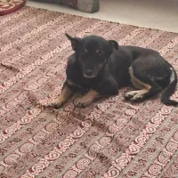 سگ نژاد لینک شایلر هیلر ماده عقیم شده شناسنامه دار