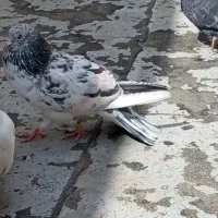 کفتر گمشده|حیوانات|اسلام‌شهر, شهرک قائمیه|دیوار