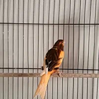 ابلغلاکی