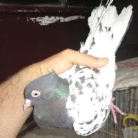 کبوتر کله ای|پرنده|اهواز, شهرک دانشگاه|دیوار