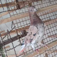 کفتر سرور آتشی دم سفید نر عتیقه وگرفتنی کفتر چاهی