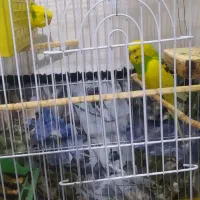 یک جفت مرغ عشق دو رگه|پرنده|مهدی شهر, |دیوار