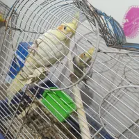 جفت طوطی ملنگو و جفت برزیلی و دو جفت عروس هلندی|پرنده|بندر امام خمینی, |دیوار