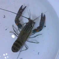 لابستر نر آبی استرالیایی