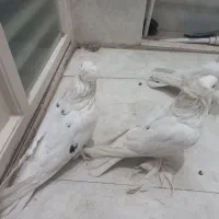 کبوتر کفتر پاپر سفید نژاد راعبی|پرنده|قم, چهار امامزاده|دیوار