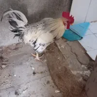 خروس محلی زیبا و سنگین کوهچنار|حیوانات مزرعه|کوه چنار, |دیوار