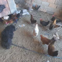 تعدادی مرع تخم. گذار حدودا 30تا