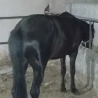 اسب نریون|اسب و تجهیزات اسب‌سواری|پاکدشت, پاکدشت (مامازند)|دیوار