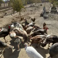 فروش بوقلمون و خروس ومرغ|حیوانات مزرعه|گلپایگان, |دیوار