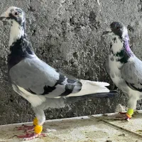 کبوتر اس