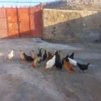 فروش انواع مرغ لاری و کردی تخم گذار اصل