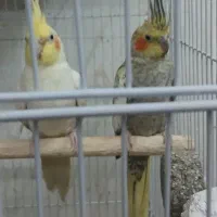 ۲جفت عروس هلندی باجوجه