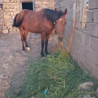 اسب|اسب و تجهیزات اسب‌سواری|چگنی, |دیوار