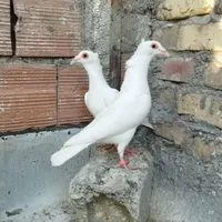 کبوتر سره ای با سفید کلاهی|پرنده|کرمان, |دیوار
