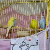 پرنده|پرنده|مینودشت, |دیوار