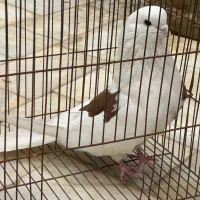 کفتر‌‌ ماده