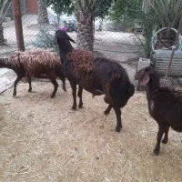 فروشیکراسقوچ