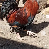 خروس خوشبانگ کله شیر