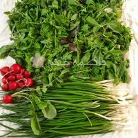 سبزی روز پخش عمده ارزان