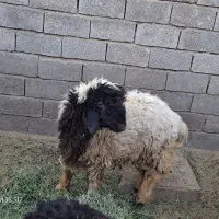 قوچ بختیاری