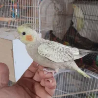 مرغ عشق عروس فنج کبوترنرگسی طوطی برزیلی با جوجه|پرنده|قم, آذر (نکویی)|دیوار