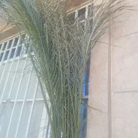 گل نخل خیلی بزرگه|گل و گیاه طبیعی|تربت‌حیدریه, ده پائین|دیوار