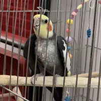 عروس هلندی سخنگو