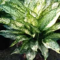 آگلونما برفی