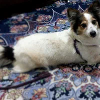 پامر اشپیتز|سگ|رباط‌کریم, نصیرشهر|دیوار