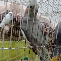 پرنده عروس هلندی